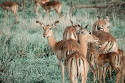 honeyguide safari impala 1